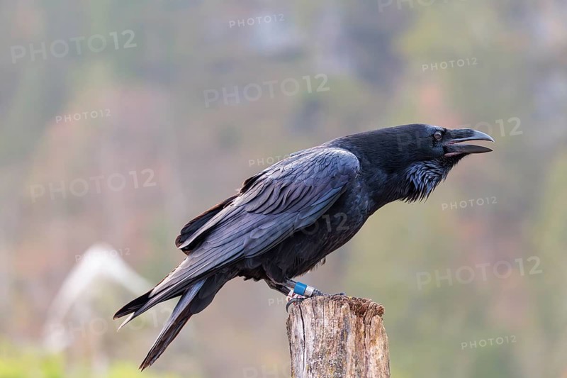 A common raven (Corvus corax) perches on an old fence post. Austria
