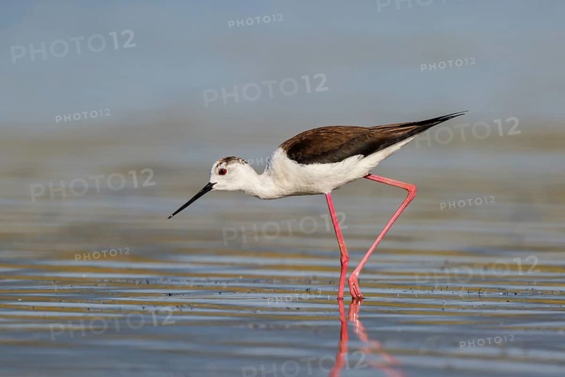Black-winged Stilt (Himantopus himantopus) foraging, Lesvos, Greece