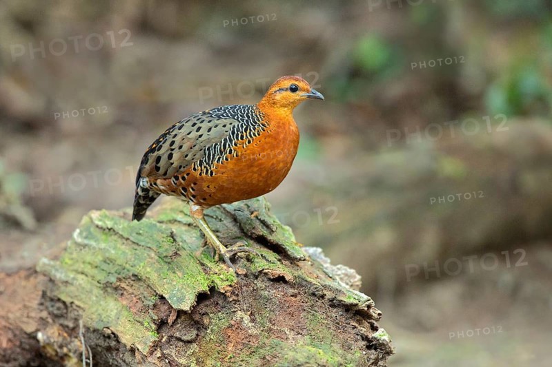 Ferruginous Partridge (Caloperdix oculeus oculeus) male perched on the ground, Pahang, Malaysia