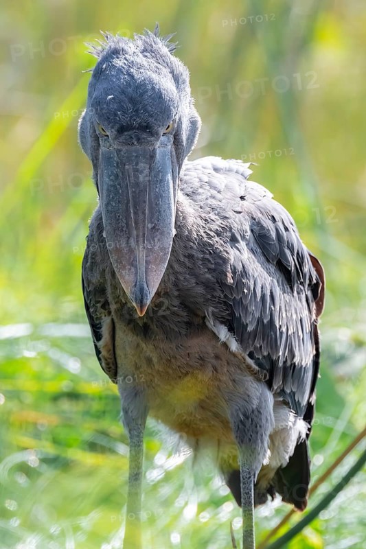 Shoebill (Balaeniceps rex), juvenile, animal portrait, evil eye, swamps of Mabamba, Lake Victoria, Uganda