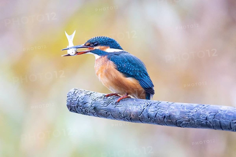 Kingfisher (Alcedo atthis) wbl Germany