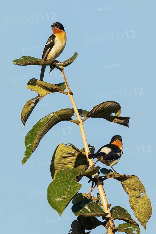 White-rumped Tanager (Cypsnagra hirundinacea) perched on a branch in the Pantanal region of Brazil