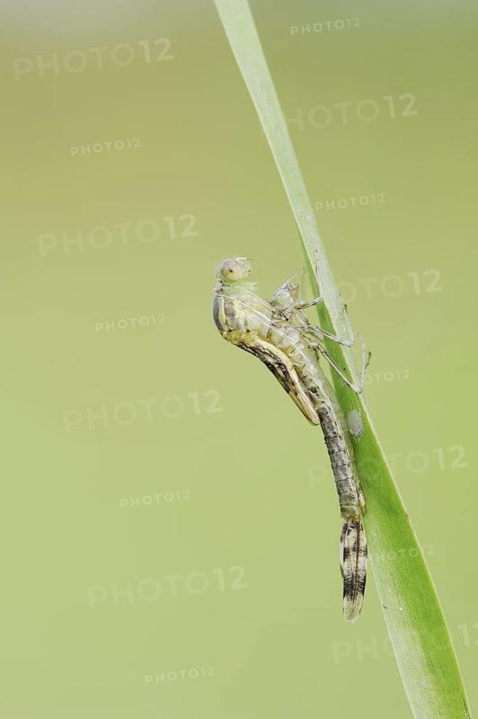 Willow Emerald Damselfly (Chalcolestes viridis) hatching, hatching, larva, dragonfly larva, North Rhine-Westphalia, Germany