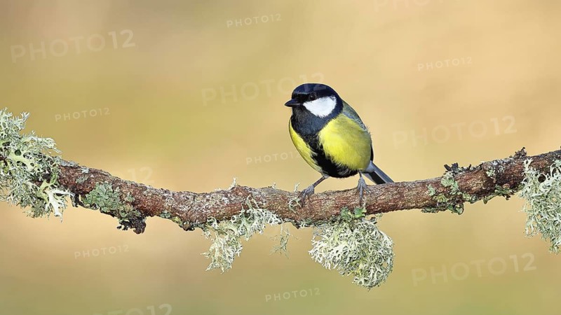 Great Tit (Parus major), sitting on a branch overgrown with moss and lichen, Wildlife, Animals, Birds, Tits, Wilnsdorf, North Rhine-Westphalia, Germany