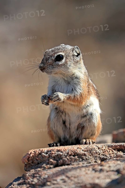 Antelope gopher, (Ammospermophilus harrisii), adult, on tree, foraging, Sonoran Desert, Arizona, North America, USA