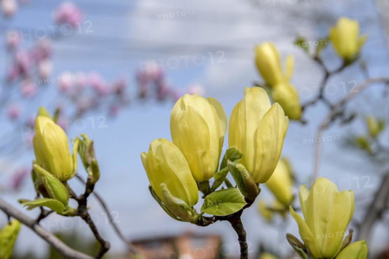 Magnolia (Magnolia 'Butterflies'), Zymon Nursery, Opatowek, Poland