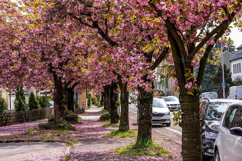 Blooming cherry trees on Saarner Strasse in Mülheim an der Ruhr, Spring, North Rhine-Westphalia, Germany