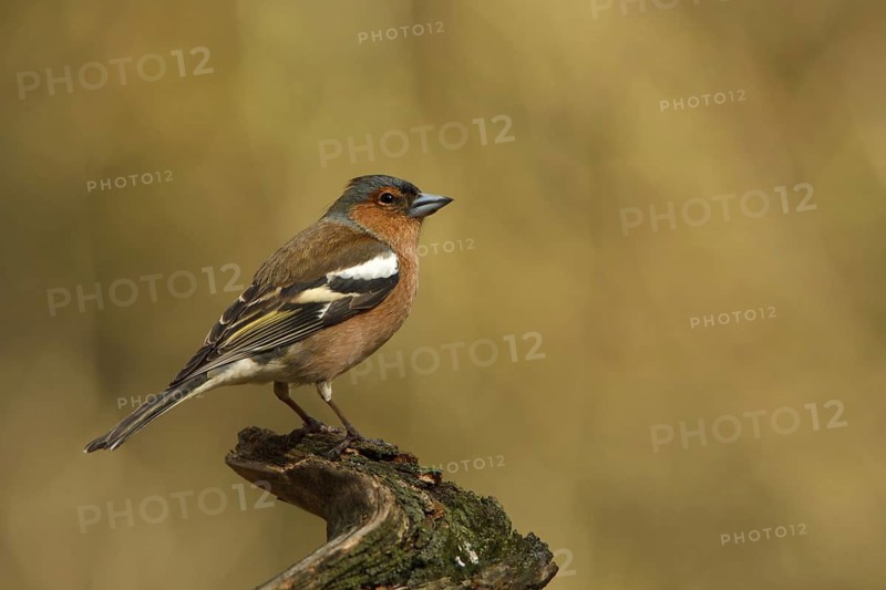 Common Chaffinch (Fringilla coelebs) male, Utrecht, Netherlands
