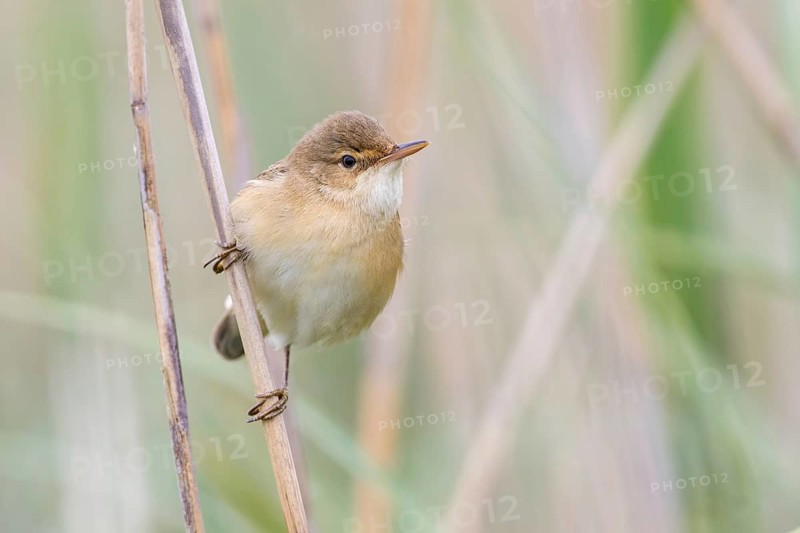Eurasian Reed Warbler (Acrocephalus scirpaceus) in reeds, Poland