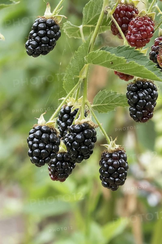 Spikeless blackberry (Rubus fruticosus 'Loch Tay'), Weihenstephan Gardens, Germany