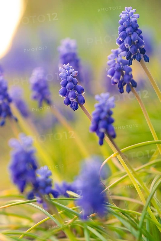 Purple grape hyacinths in sunlight with blurred background