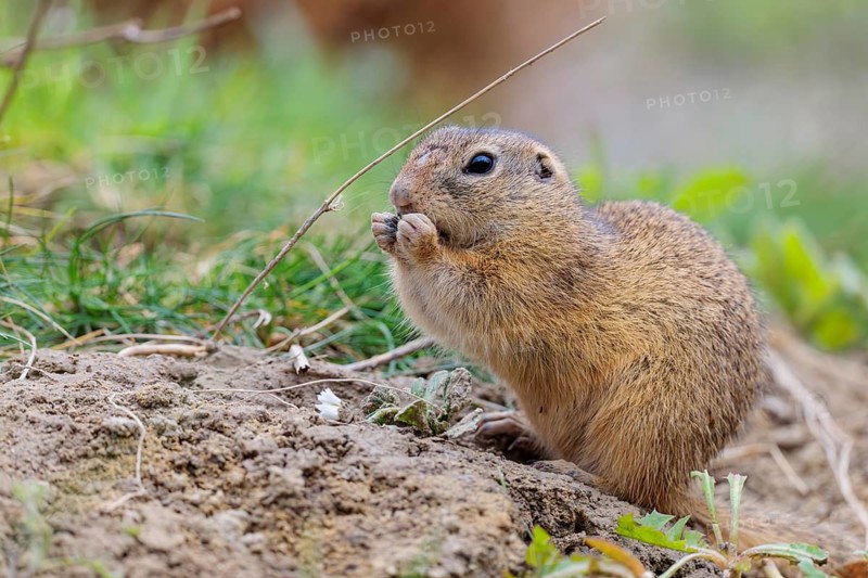 An adult ground squirrel (Spermophilus citellus) is eating leaves and flowers on bare ground in a green meadow on a cloudy day. Austria