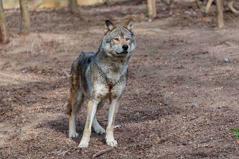 A Eurasian gray wolf (Canis lupus lupus) stands on dry forest floor. Transylvania, Romania