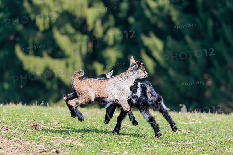 Two young pygmy goats (Capra hircus) are playing together on a sunny day in a green meadow. Austria