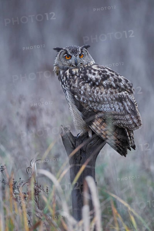 EuropäischerUhu, lat. Bubo bubo, auf Weidepfahl sitzend und zurück schauend