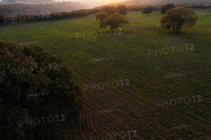 Aerial view of a tranquil sunrise landscape featuring sprawling fields and scattered trees lit by the soft glow of autumn sunlight, highlighting the seasonal colors and textures