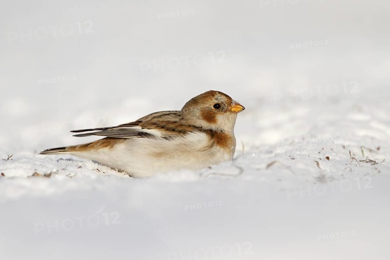 Snow Bunting (Plectrophenax nivalis), Utrecht, Netherlands