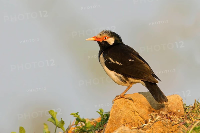 Pied Myna (Gracupica contra), Phetchaburi, Thailand