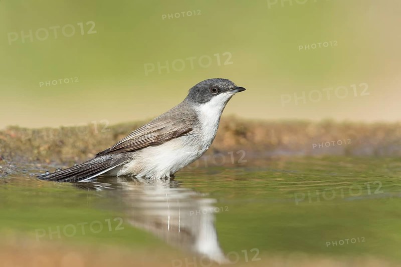 Lesser Whitethroat (Sylvia curruca) bathing, Eilat, Israel