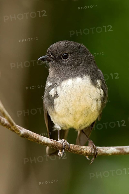 New Zealand Robin (Petroica australis rakiura) male, South Island, New Zealand