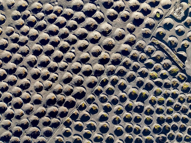 View from above of vines, typical drywall viticulture in volcanic landscape, volcanic ash, lapilli, aerial view, vines, La Geria wine-growing region, Lanzarote, Canary Islands, Spain