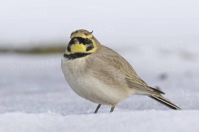 Horned Lark (Eremophila alpestris), Morocco