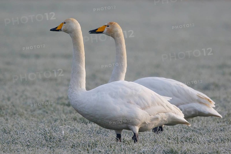 Whooper Swan (Cygnus cygnus), North Rhine-Westphalia, Germany