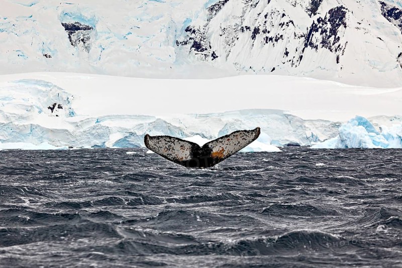 A whale fin protrudes from the water amidst a frosty Antarctic backdrop, The fluke of a diving humpback whale in the Antarctic (Megaptera novaeangliae)