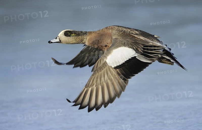American Wigeon (Mareca americana) male, British Columbia, Canada