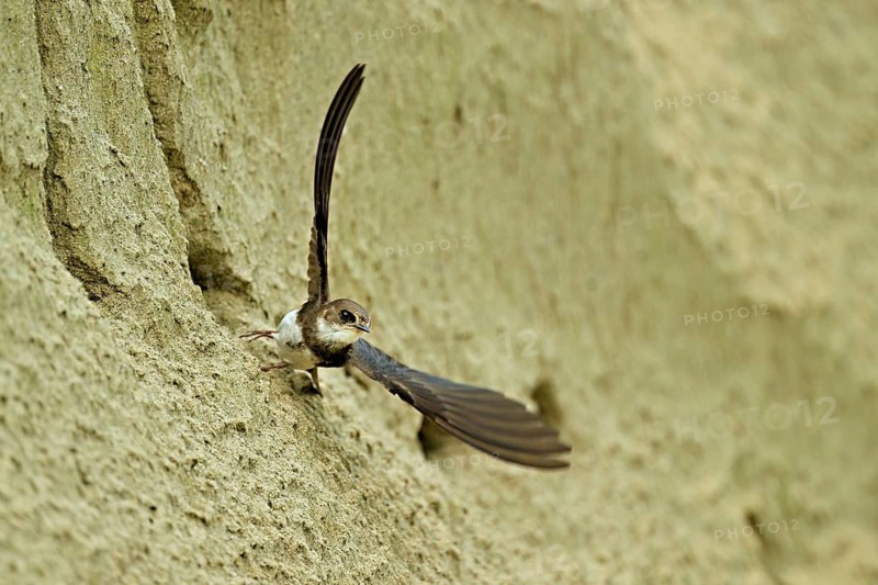 Sand martin (Riparia riparia), taking off from its breeding tube, Reussegg nature reserve, Canton Aargau, Switzerland