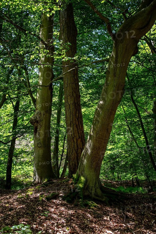 Sunlight falls through the dense canopy in the Darßwald forest near Prerow, Mecklenburg-Western Pomerania, Germany
