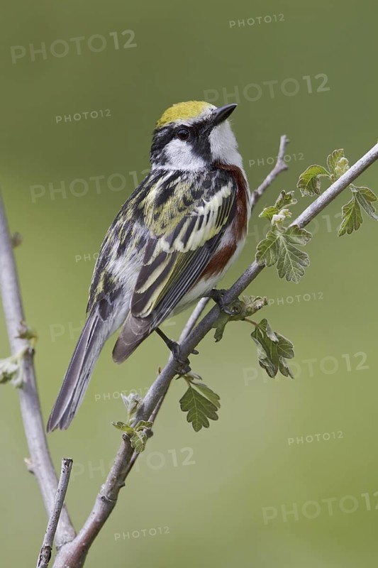 Chestnut-sided Warbler (Setophaga pensylvanica), Ontario, Canada