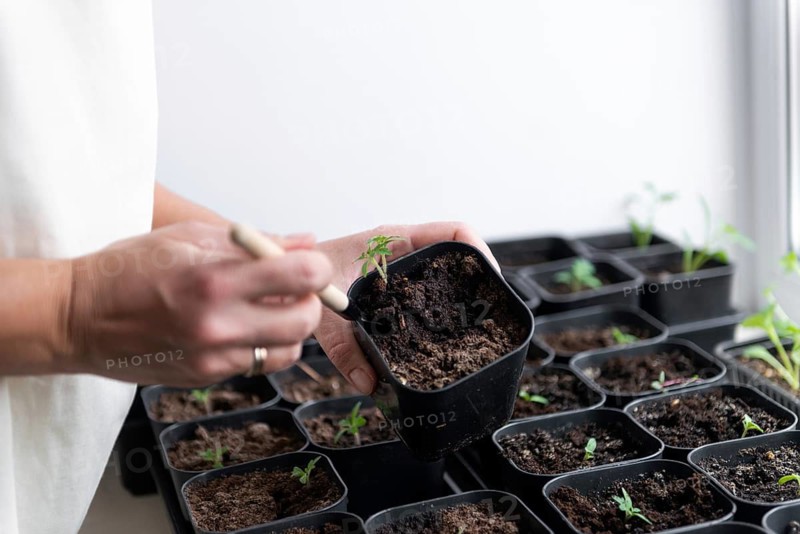 A person carefully plants a young tomato seedling in a small black pot using a tool, focusing on nurturing growth. The scene captures the essence of home gardening and plant care