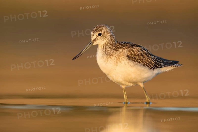 Common Greenshank (Tringa nebularia) foraging, Poland