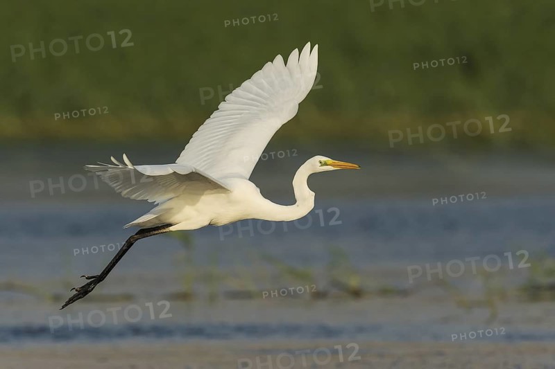 Great Egret (Ardea alba), Eilat, Israel