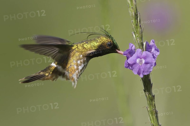 Black-crested Coquette (Lophornis helenae) male, Costa Rica