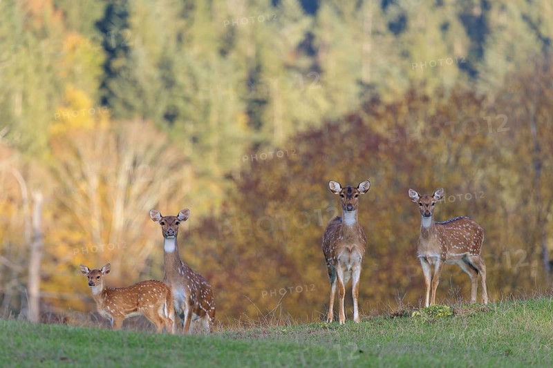 An Axis deer stag ( Axis axis) and a young hind stand in a green meadow. A forest in autumn colours can be seen in the background