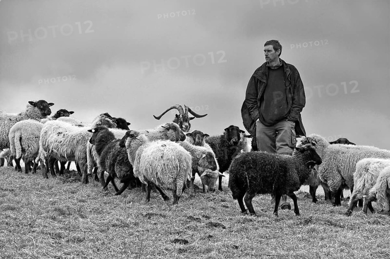 Young farmer checks his sheep (Ovis), in the centre a billy goat (Capra aegagrus hircus), black and white, Nesow, Mecklenburg-Vorpommern, Germany