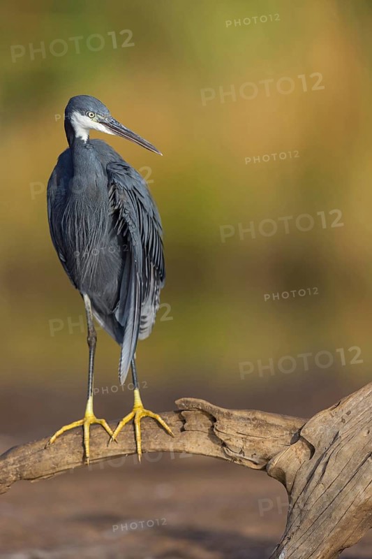 Great Egret, (Egretta gularis), foraging, Raysut, Salalah, Dhofar, Oman