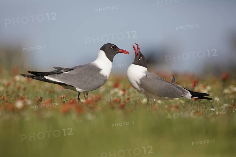 Laughing Gull (Leucophaeus atricilla) pair displaying, Texas, USA
