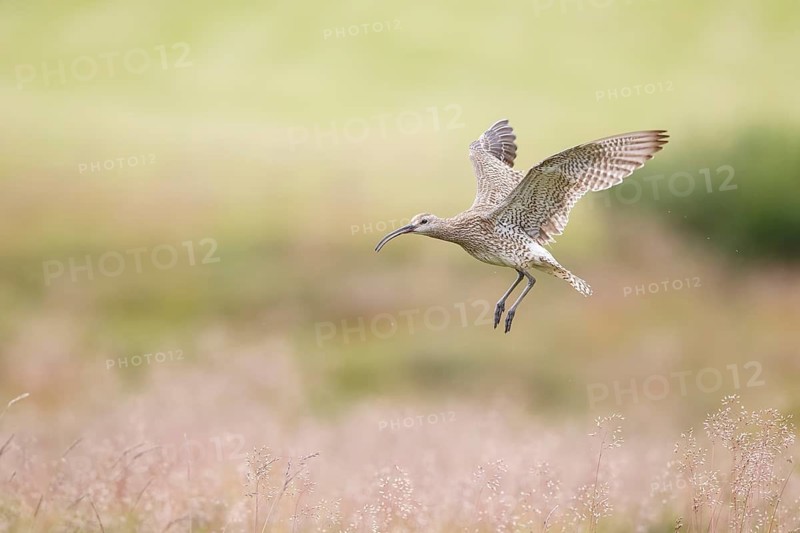 Whimbrel (Numenius phaeopus) flying in grassland, Dalvik, Iceland