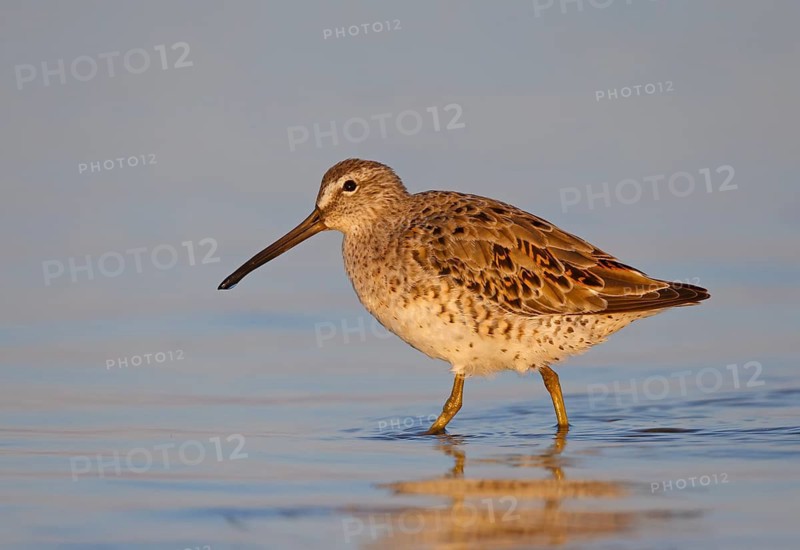 Short-billed Dowitcher (Limnodromus griseus) foraging, Florida, USA