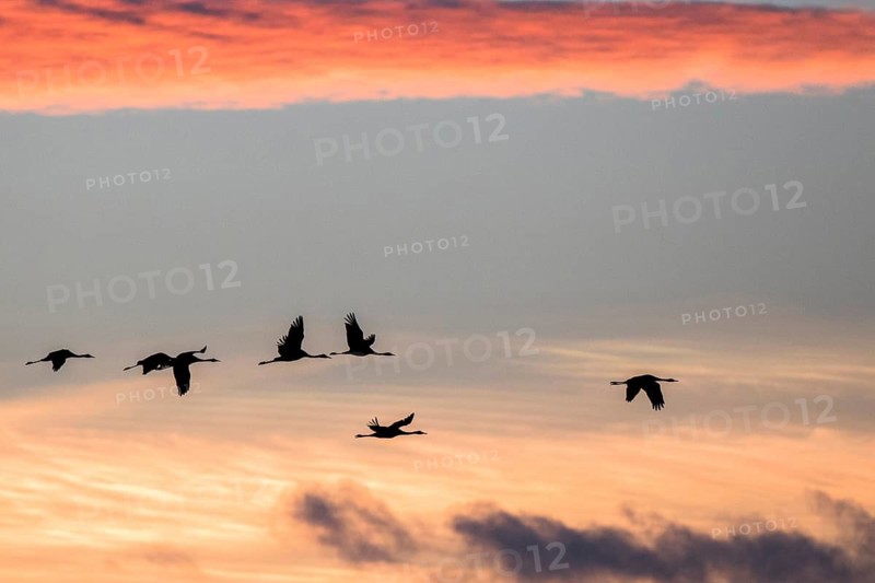 Common Crane (Grus grus) group flying, Castile-La Mancha, Spain