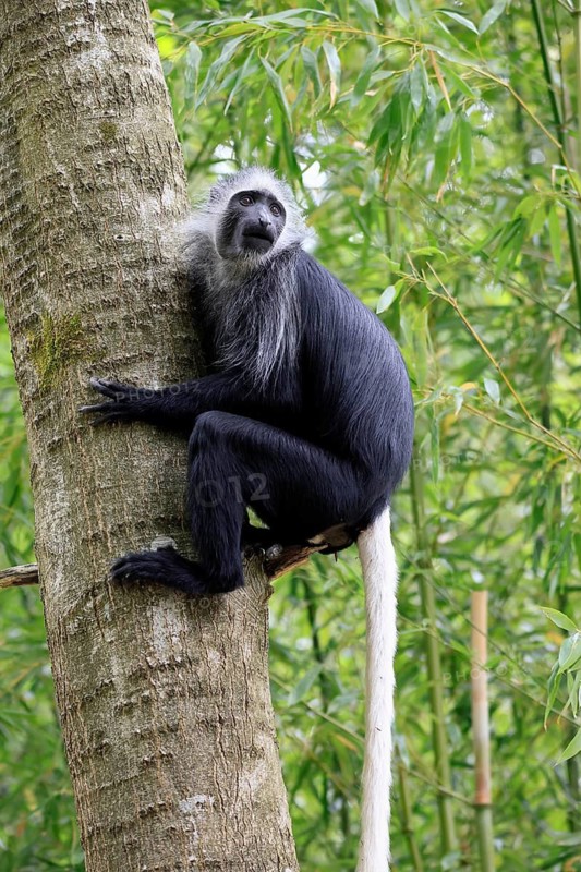 White-bearded snub-nosed monkey (Colobus polykomos), adult, climbing, tree trunk, vigilant