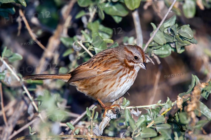 Song Sparrow Melospiza melodia fallax Tucson, Pima County, Arizona, United States 3 January Adult Emberizidae