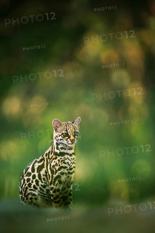 Margay, a largely nocturnal cat rarely seen during the day