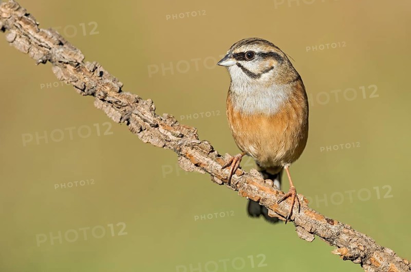Rock Bunting (Emberiza cia) perched on a branch, Aosta Valley, Italy