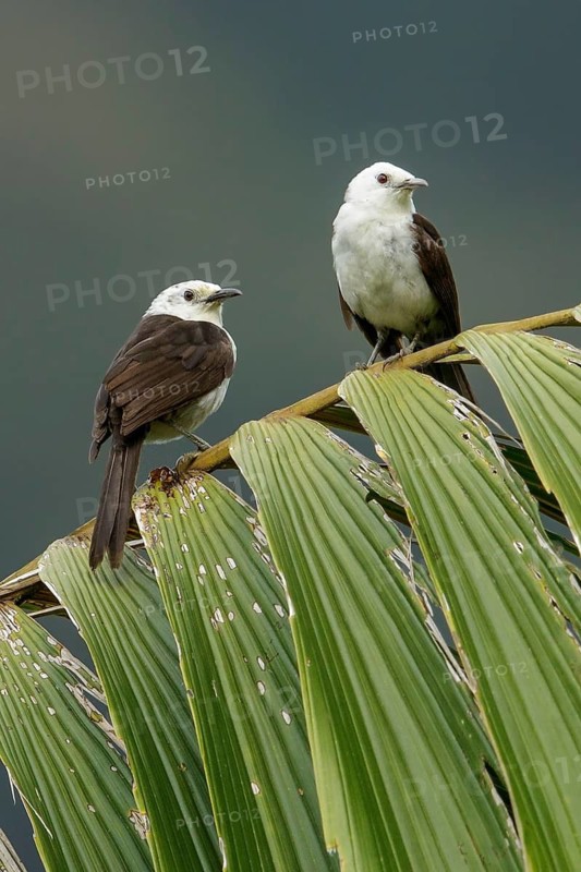 White-headed Wren (Campylorhynchus albobrunneus) perched on a branch in the Andes Mountains of Colombia