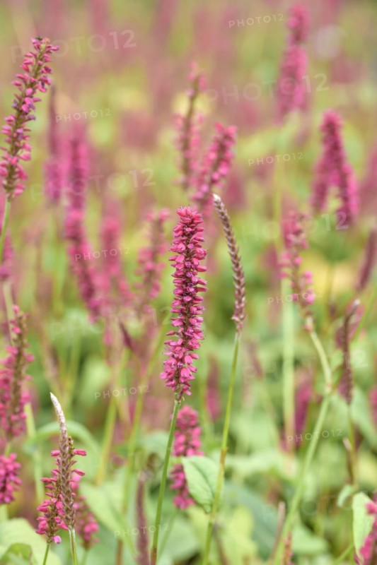 Candle knotweed (Persicaria amplexicaulis 'Speciosa'), Bernburg, Saxony-Anhalt, Germany