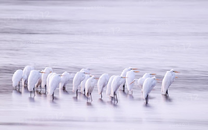 Great White Egret (Ardea alba) many birds are standing in the shallow water zone of a lake in front of sunrise, motion blur, long exposure, dragging, wiping effect, Lower Saxony, Germany